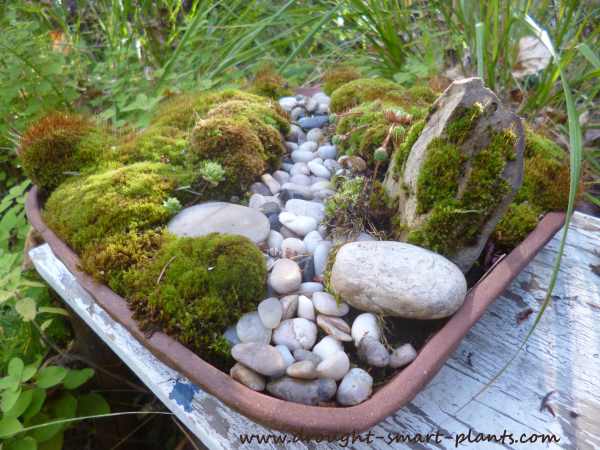 miniature-moss-garden-fall2014.