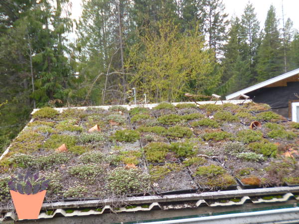 modular-green-roof-may-2022