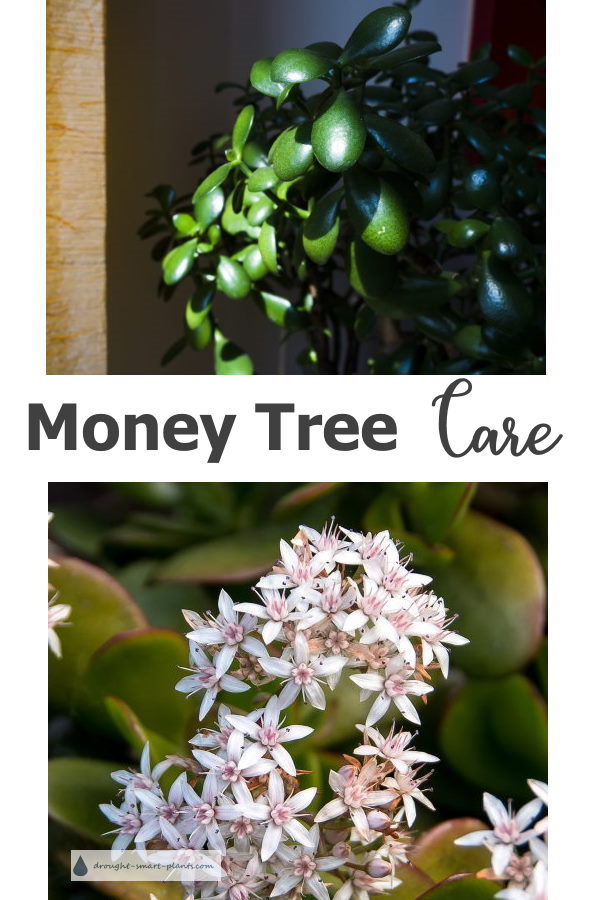 money-tree-care