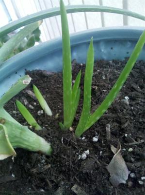 more-about-aloe-plants-21589972