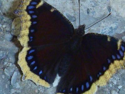 mourning-cloak-butterfly