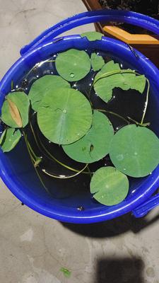 my-lotus-plant-leaves-torn-in-rain-21947623