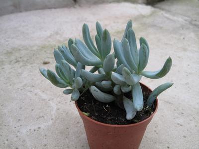 mystery-succulent-help-please-21657167