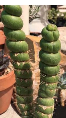 mystery-succulent-or-cactus-21886761
