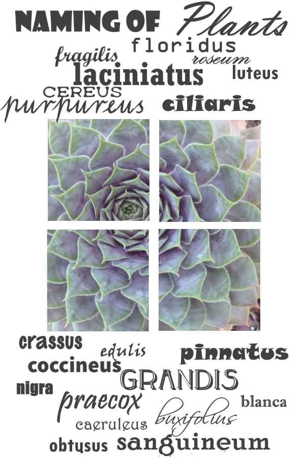 naming-of-plants