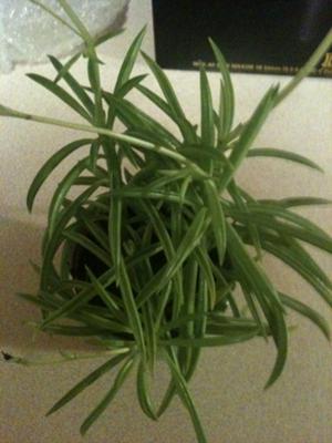not-a-peperomia-amigo-green-split-after-all-so-what-is-this-plant-21720953