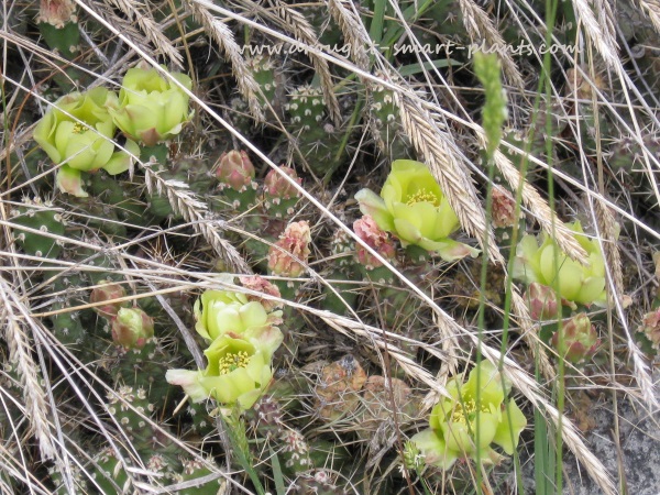 opuntia-fragilis-in-habitat600