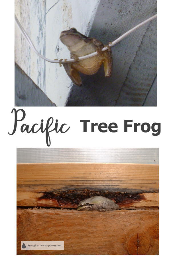 pacific-tree-frogs