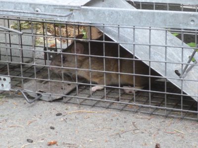 packrat in a live trap