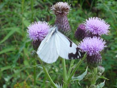 pine-white-butterfly