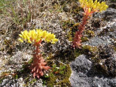 pink-and-yellow-succulent-found-in-idaho-mountains-21587387
