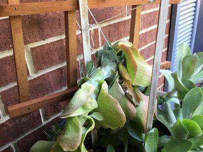 pups-growing-off-main-stalk-dying-lower-leaves-whats-next-21938124