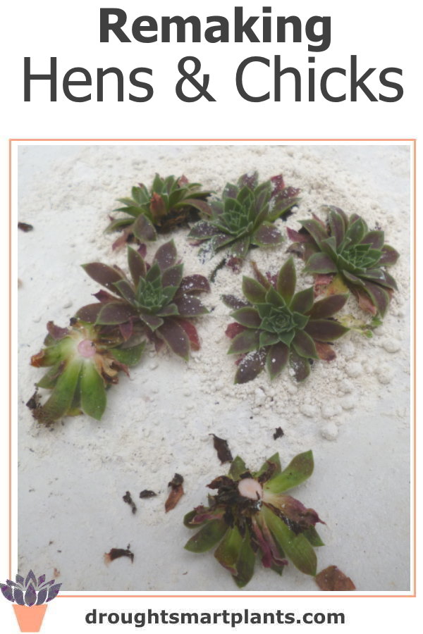 remaking hens and chicks