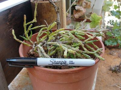 rescued-plant-maybe-a-sarcocornia-or-rhipsalis-21662995
