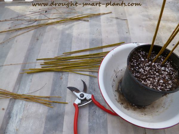 rooting-willows-cutting-selection