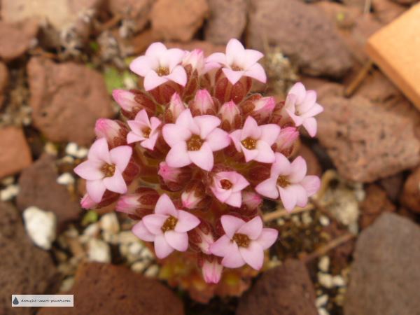 Rosularia rosulata 2