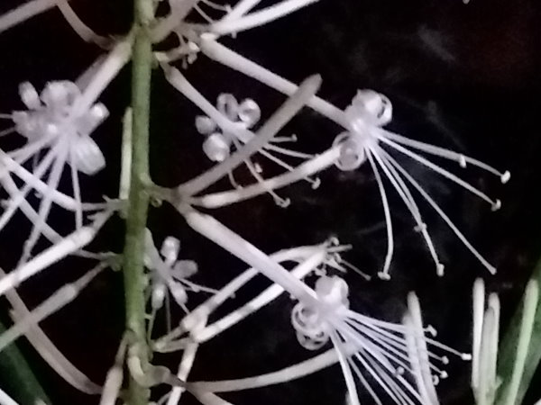 sanseviera-cylindrica-lillian-flowers-open