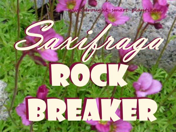 Saxifraga- the Rock breaker - who would have thought something  so fragile seeming could break rocks?