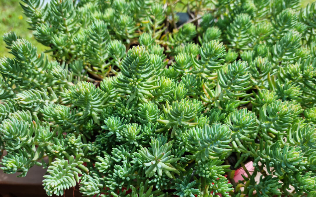 Sedum Reflexum Blue Spruce: Everything You Need to Know