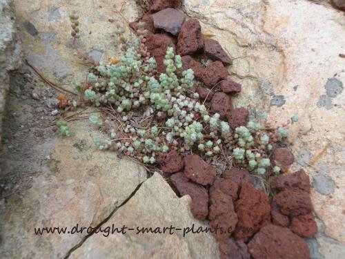 sedum-brevifolium-lichen-rock