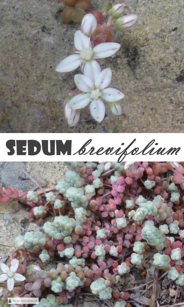 sedum-brevifolium900x1500
