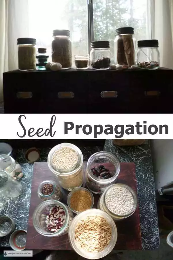 Seed Propagation