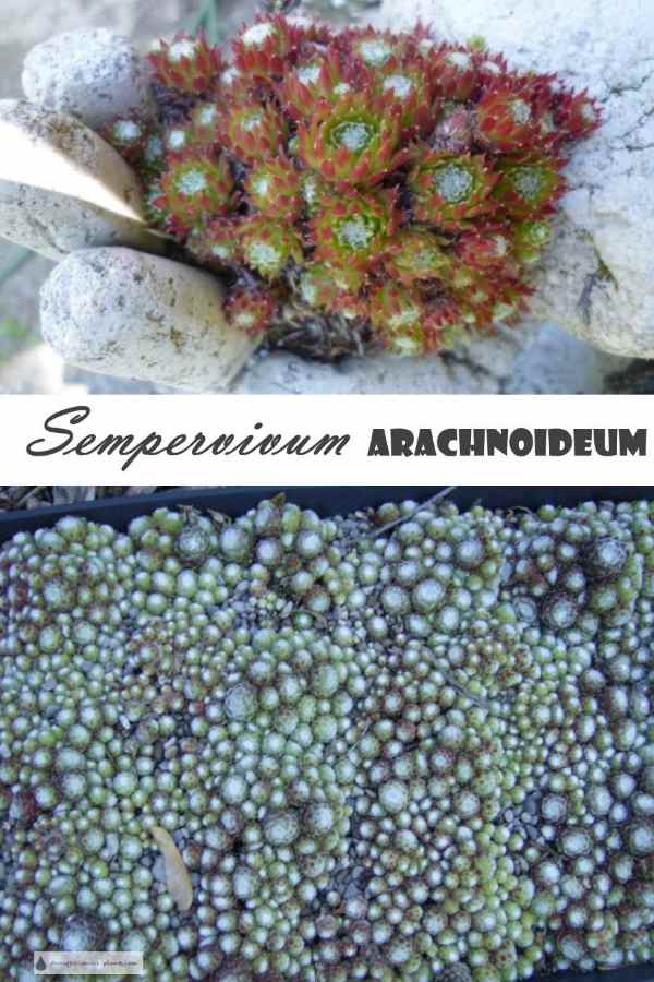 sempervivum-arachnoideum900x1500