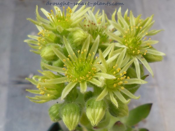 sempervivum-flower-yellow