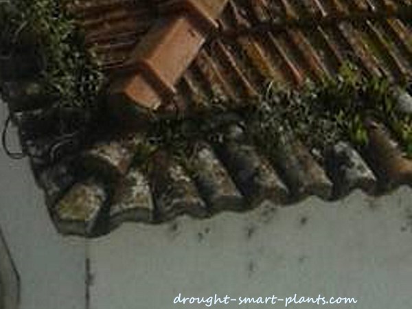 sempervivum-on-clay-tile-roofs-in-portugul3