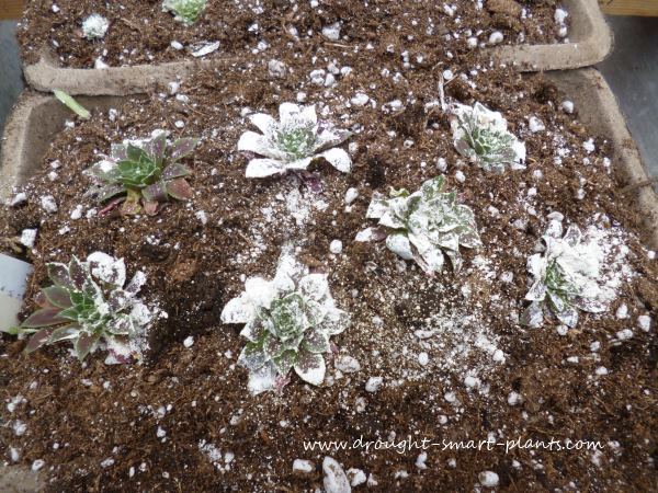 sempervivum renovation rosettes set on soil