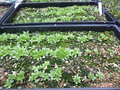 sempervivum-seedlings-in-open-flats