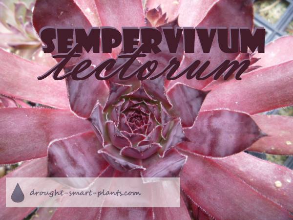 sempervivum-tectorum2