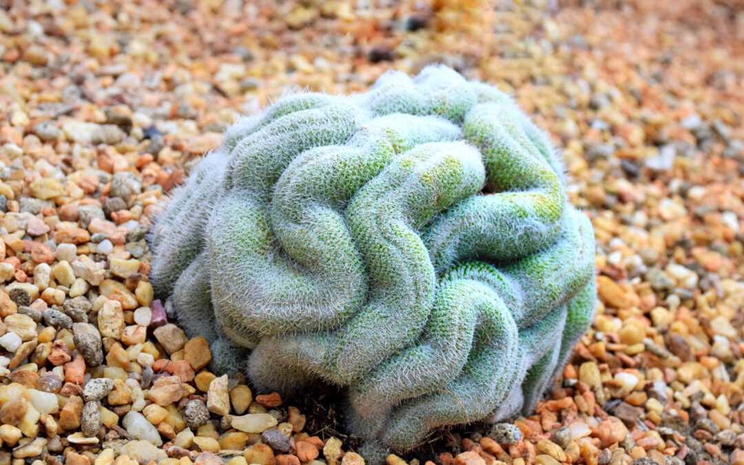 Everything You Need To Know About Brain Succulent or Brain Cactus (Mammillaria Elongata Cristata)