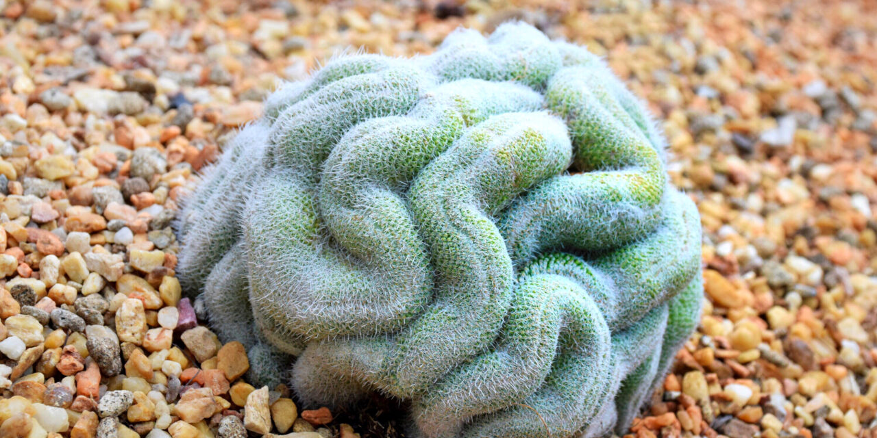 Everything You Need To Know About Brain Succulent or Brain Cactus (Mammillaria Elongata Cristata)