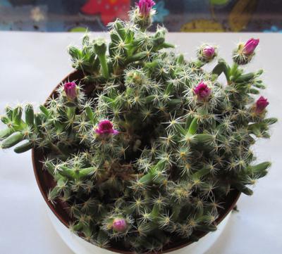 small-cactus-21813731