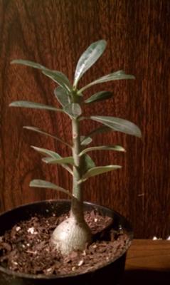 small-caudiciform-treelike-succulent-flat-leaves-21629819