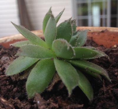 small-i-think-succulent-21884877