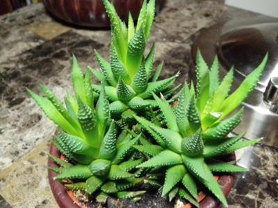 small-rich-green-succulent-that-looks-to-be-in-the-aloe-genus-21416542.