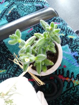 small-soft-spikes-on-succulent-21932422