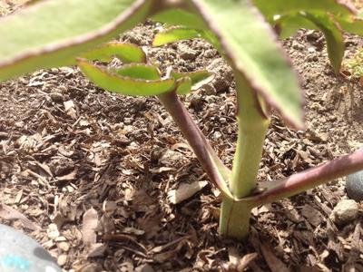 small-treelike-succulent-please-help-identify-21729492