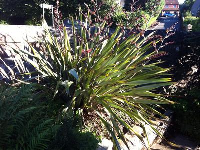 some-pictures-is-this-a-yucca-21738648-1
