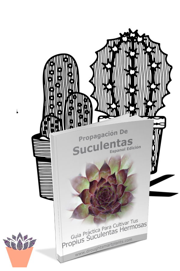 spp-spanish-cacti-600x900-1
