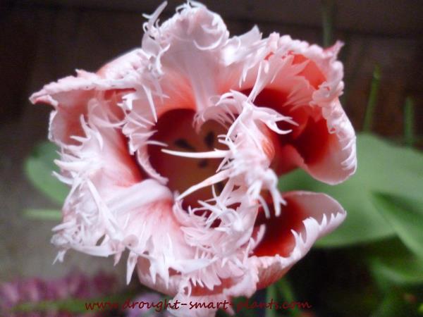 spring-planter-tulip600
