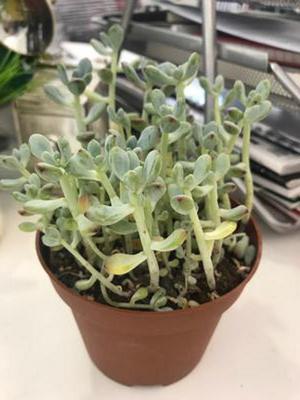 sprouty-succulent-21885017
