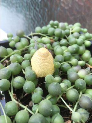 strange-yellow-wasp-nest-feature-on-string-of-pearls-plant-21948589