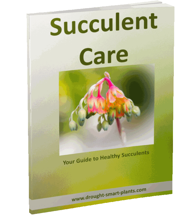 succulent-care-e-book-600