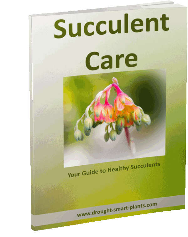 succulent care e-book