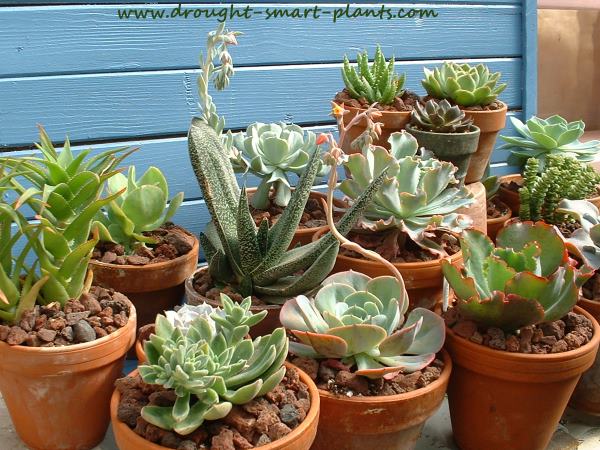 succulent-house-plants