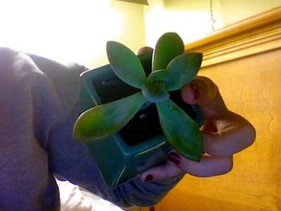 succulent-needs-care-but-no-id-21718673
