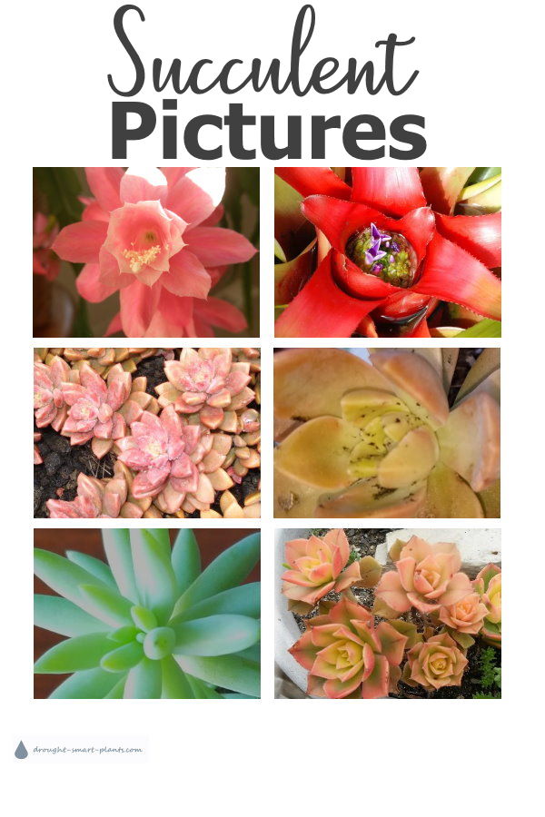 succulent-pictures
